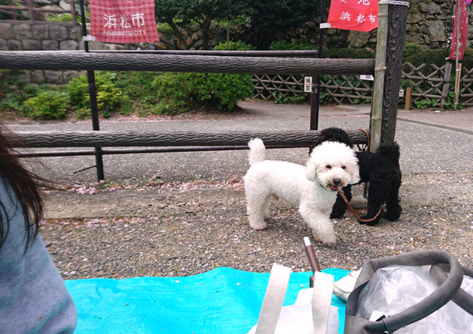 お花見　浜松城公園