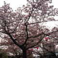 お花見　浜松城公園