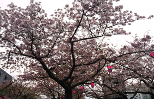お花見　浜松城公園