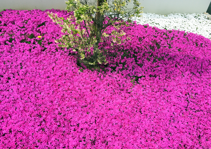 芝桜